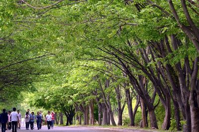 Trees in forest