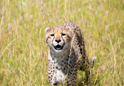 Cheetah smiling at the camera in the plains of serengeti 