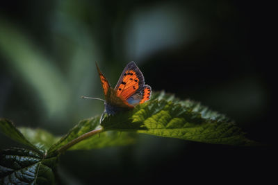 Close-up of butterfly on leaf