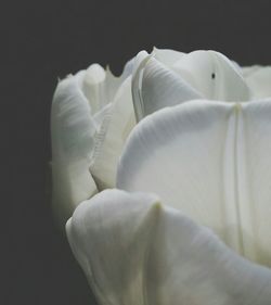 Close-up of white flowers