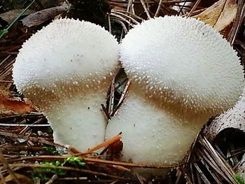 Close up of white flowers