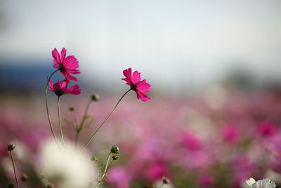 Close-up of pink flowers blooming outdoors