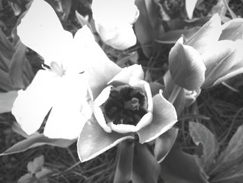 Close-up of flowers blooming outdoors