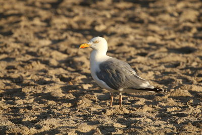 Seagull perching on a land