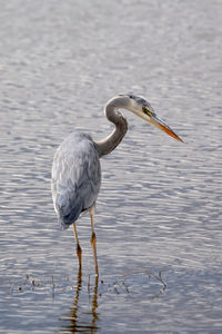 Side view of a bird in water