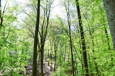 View of trees in forest