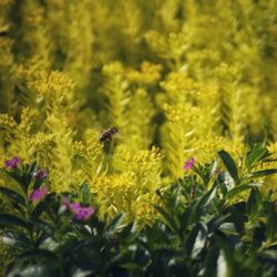 Close-up of bee pollinating on flower