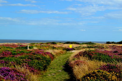 Footpath leading towards sea