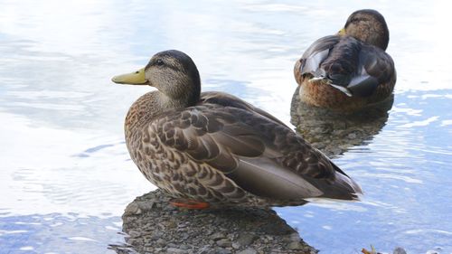 Ducks on a lake