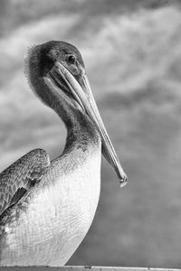 Close-up of a bird against blurred background