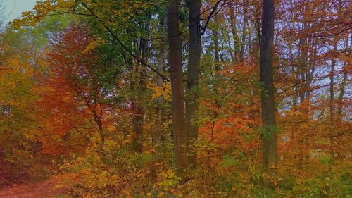 Trees in forest during autumn