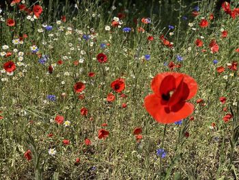 High angle view of red poppy flowers on field