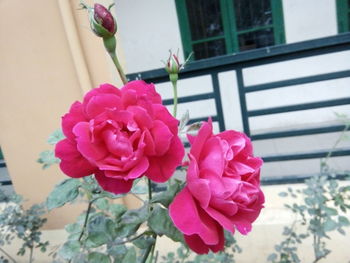 Close-up of pink flowers blooming against sky