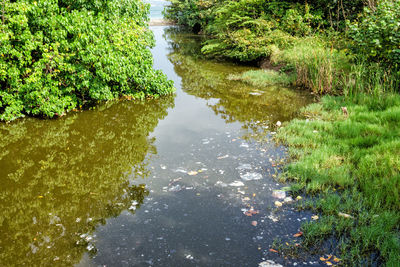 Reflection of trees in canal