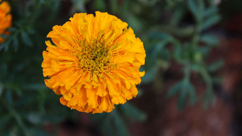 Close-up of yellow flower