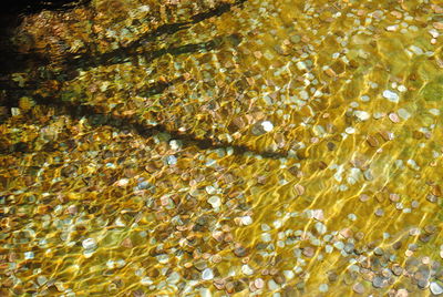 Full frame shot of yellow water lily