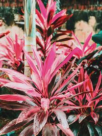 Close-up of red flowers blooming outdoors