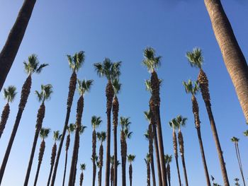 Low angle view of palm trees against clear blue sky