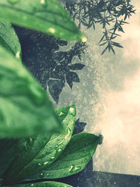 Close-up of water drops on leaves