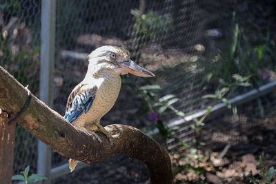 Close-up of bird perching on tree