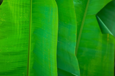 Full frame shot of green leaves