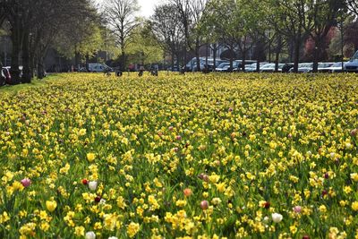 Yellow flowers growing in park