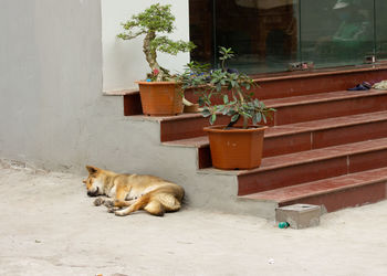 Cat sitting on a flower pot