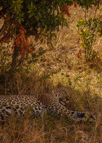 High angle view of leopard sleeping on field