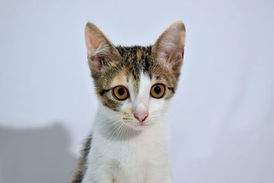 Close-up portrait of cat