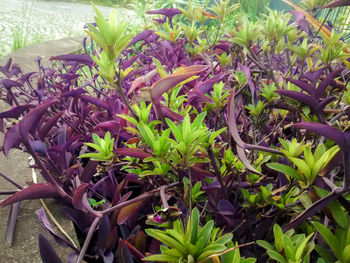 Purple flower plants