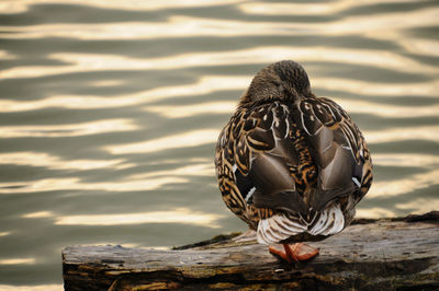 Close-up of bird perching on a lake