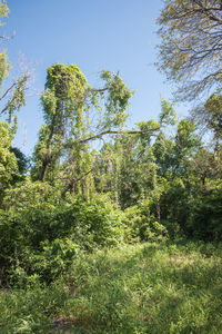 Low angle view of trees against sky