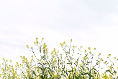 Low angle view of flowers against sky