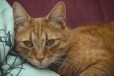 Close-up portrait of a cat