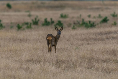 Deer standing on field