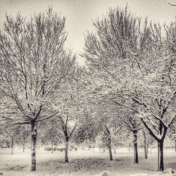 Bare trees on snow covered landscape