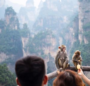 Monkeys sitting on railing against mountains