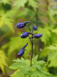 Close-up of purple flowering plant