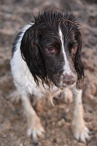 Close-up portrait of dog