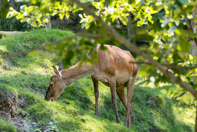 Deer in a forest