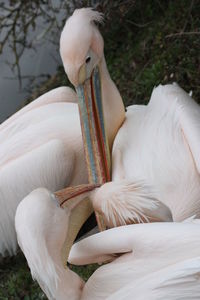 Close-up of pelican on field