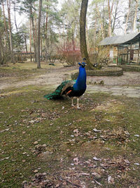 View of a bird on field