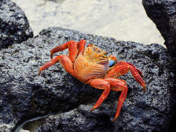 High angle view of crab on rock by sea