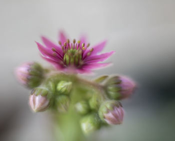 Close-up of pink flowers