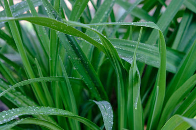 Close-up of wet plant during rainy season