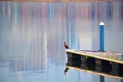 Bird in lake