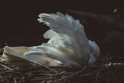 Close-up of bird flying