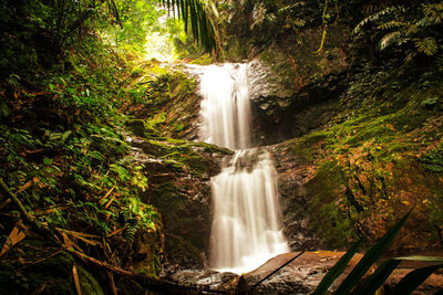 View of waterfall in forest