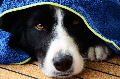 Close-up portrait of a dog