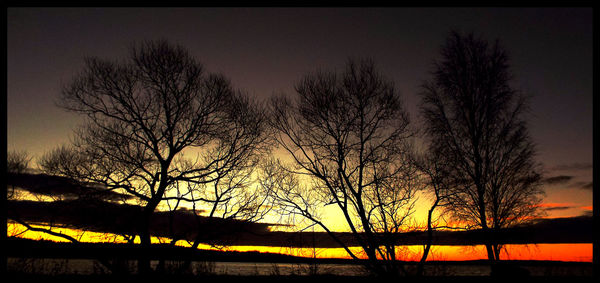 Silhouette of bare trees at sunset